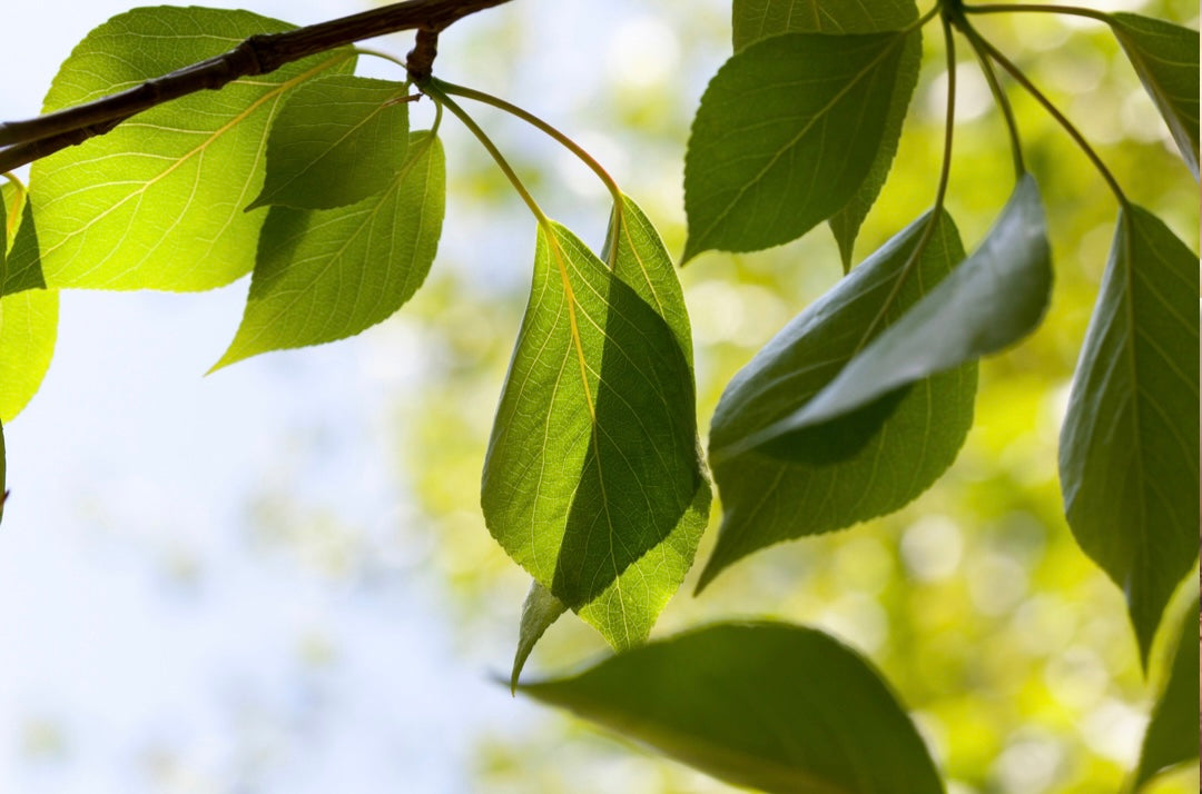 Clean Beauty: Benefits of Natural Self Care