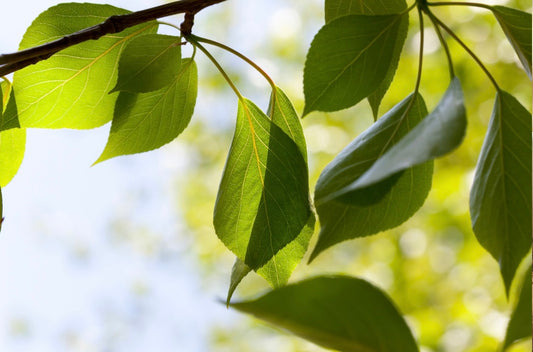 Clean Beauty: Benefits of Natural Self Care